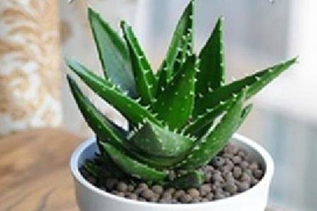 什么植物渗透性强