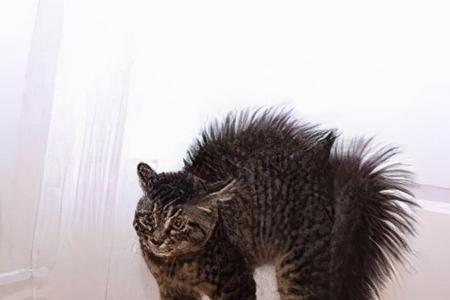 猫咪尾巴垂着不动