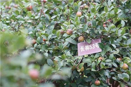 8年油茶树丰产一年能结多少果