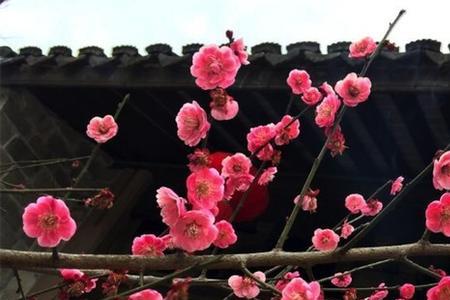为爱梅花月终宵不肯眠的意思
