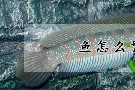 鱼一年繁殖几次