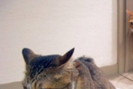 猫在家门口尿尿预示着什么