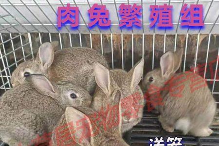 兔子一公一母多久能下崽