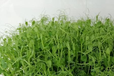 水培棉花豌豆苗种植方法