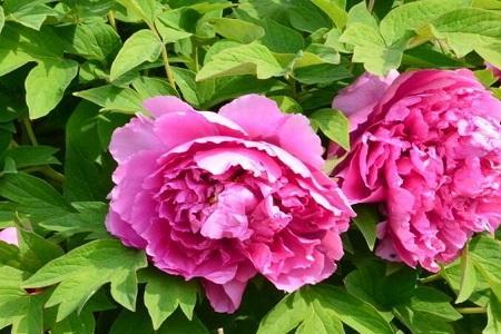 牡丹花花期时间有多长