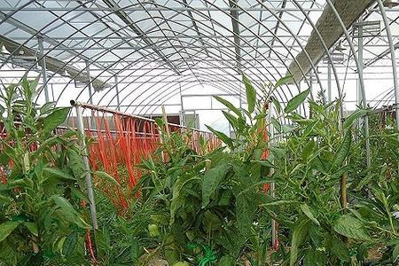 7月份种植人参果种子能发芽吗