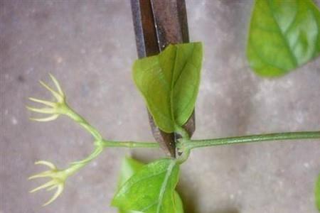 茉莉插活了留哪条枝
