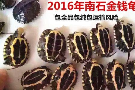 不同龟苗能混养吗