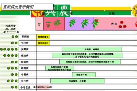 番茄的植物生长记录表