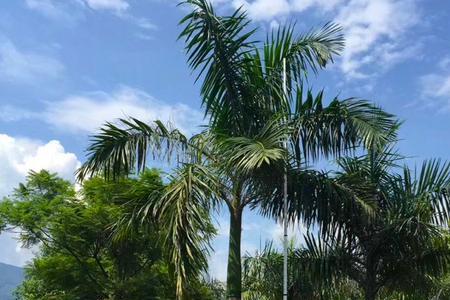 福建棕榈树种植方法