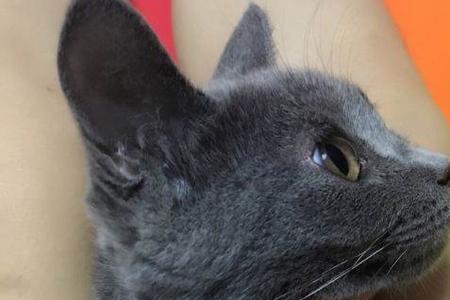 六个月蓝猫有多大