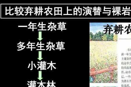 次生演替的过程五个阶段