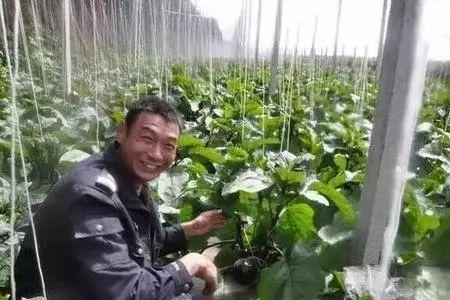 茄子拉秧的方法