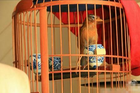 麻料鸟脱毛应该注意什么