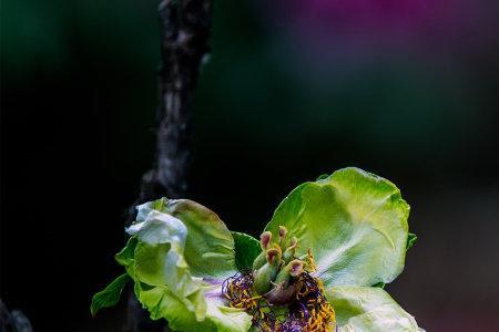 牡丹花开败后是种子吗