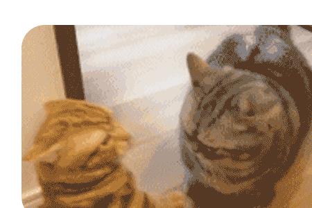给你一猫拳是男生还是女生