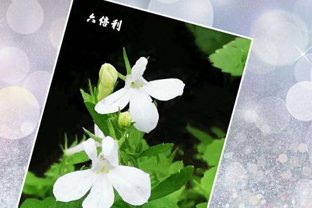 茉莉花宋江奎的赏析
