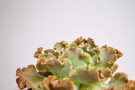 包菜系列多肉怎么养