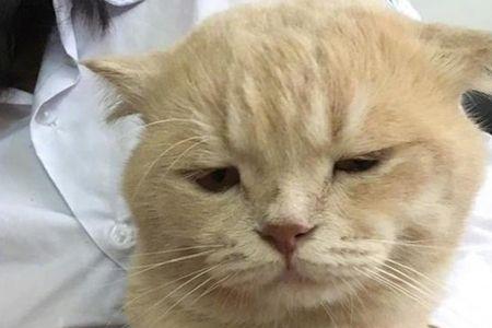 10个月宝宝可以跟猫玩吗