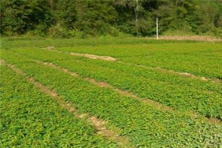 何首乌北方什么时候种植最好