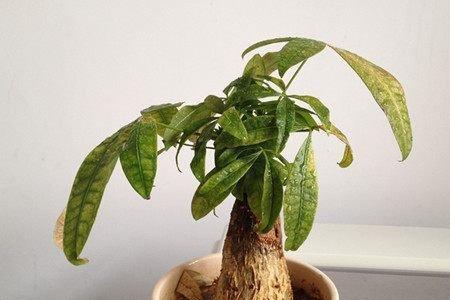 发财树怎样才算浇透水