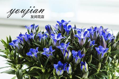龙胆花什么季节可以扦插