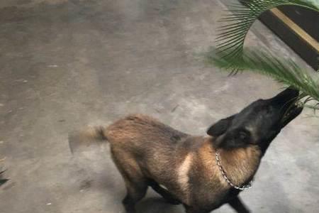 马犬生了一只就不生了