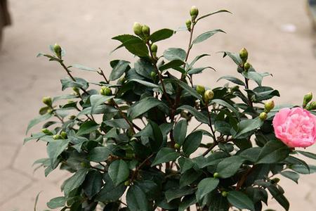 宿迁茶花为啥养不活