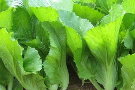 湖南什么季节种芥菜