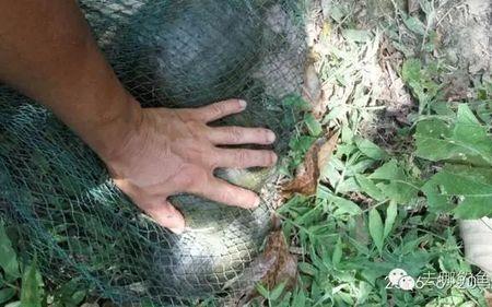 水库诱捕甲鱼的绝技和捕捉秘诀