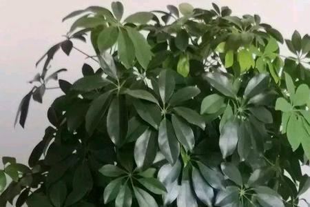 招财树能剪头吗