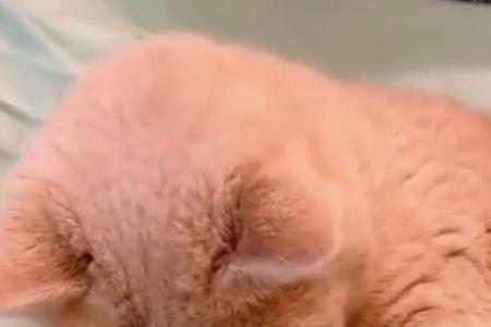 猫咪生独生子有什么说法