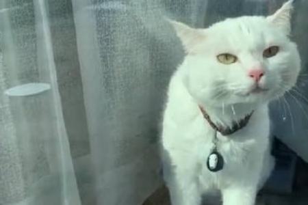 猫能吃千年木吗