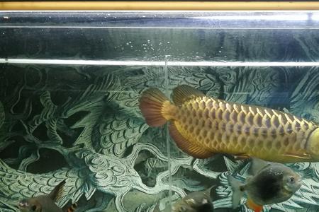 虎鱼喜欢酸性水还是碱性水