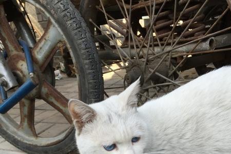 猫是几声
