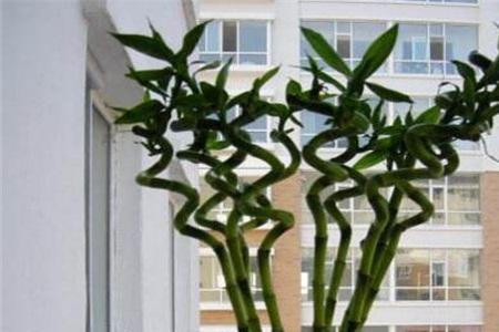 家中梁下放什么植物