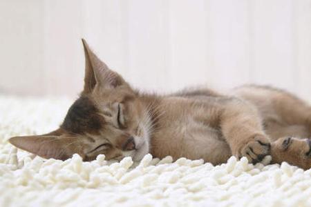 猫咪闭眼代表什么意思