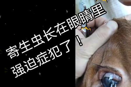 牛为什么眼睛不能望天