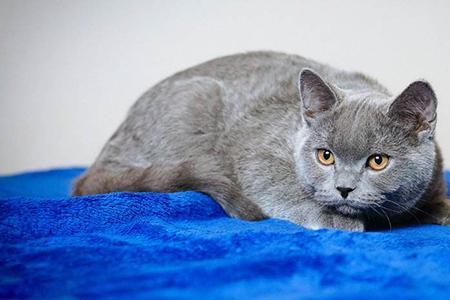 蓝猫对什么声音最敏感
