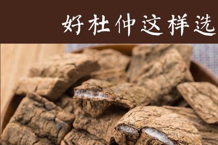杜仲皮泡酒前怎么处理