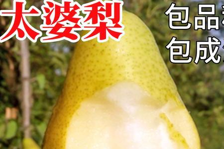 山东太婆梨几月成熟