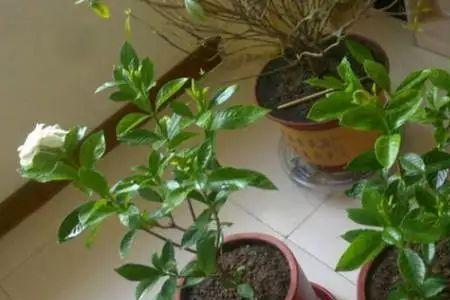 柑桔皮发酵后可浇什么植物