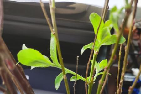 海南可以种植雪柳吗
