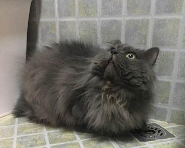 冬天蓝猫会长毛吗