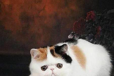 一年的加菲猫多长时间认主