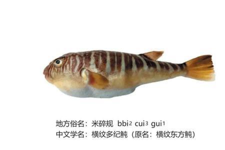 闽南四大名鱼