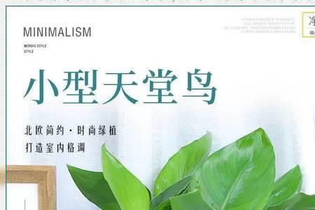 金钻和天堂鸟哪个养在客厅好