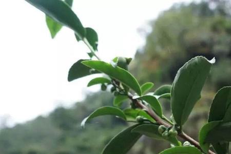 在家院子里可以种肉桂树吗