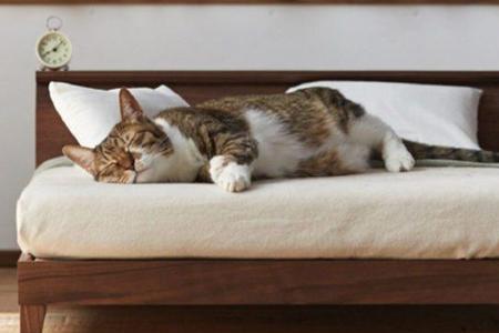 猫咪喜欢小地方还是大房间