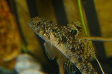 狼牙鰕虎鱼什么价位